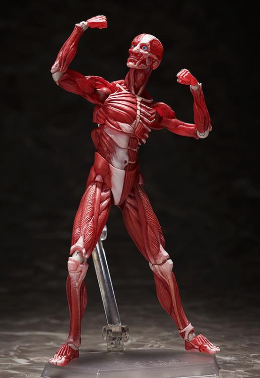 SP-142 Human Anatomical Model figma | FREEing