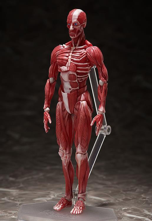 SP-142 Human Anatomical Model figma | FREEing
