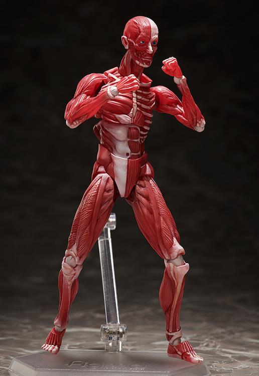 SP-142 Human Anatomical Model figma | FREEing