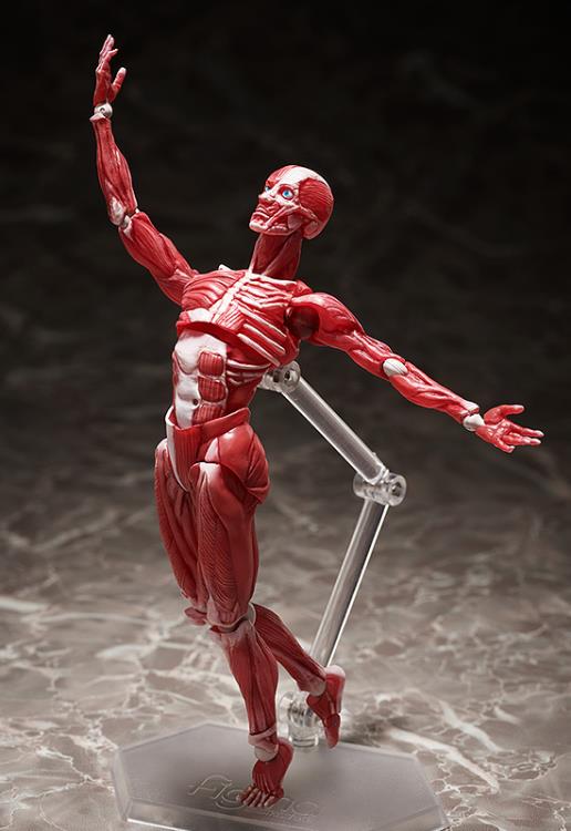 SP-142 Human Anatomical Model figma | FREEing