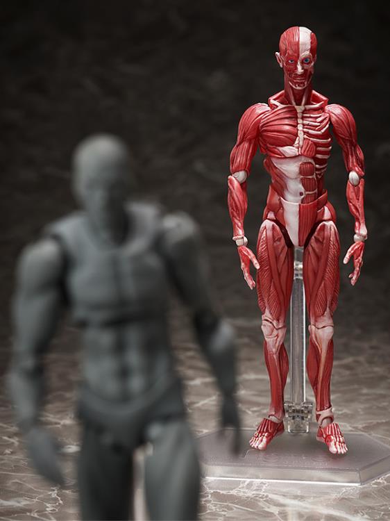SP-142 Human Anatomical Model figma | FREEing